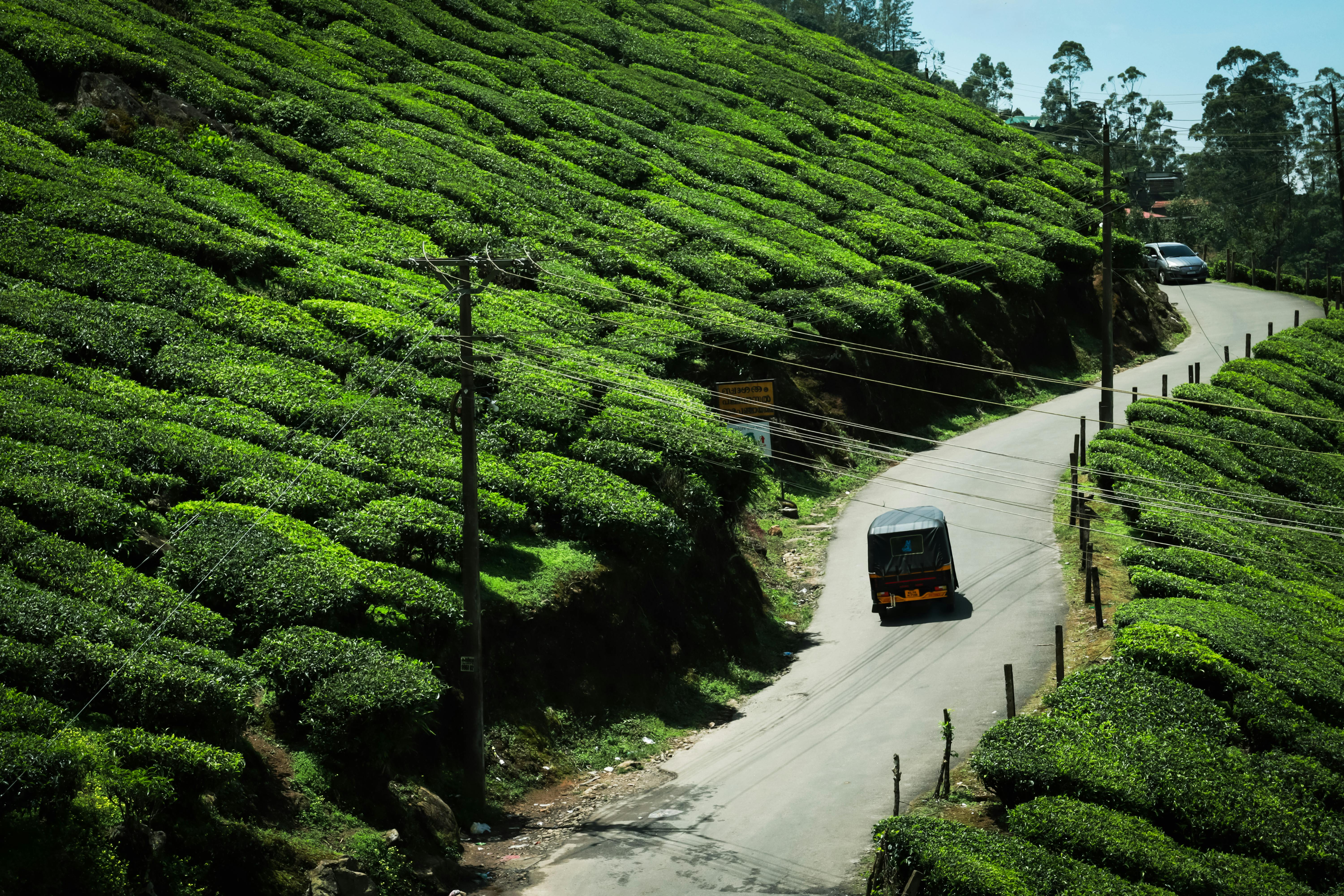 Lush green tea gardens landscape in Munnar Kerala